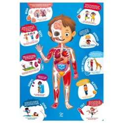 Puzzle Cuerpo Humano